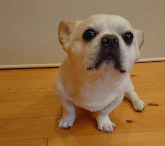 Booちゃんの写真